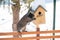 The cat is waiting by the birdhouse. The kitten watches, waits and hunts for birds. Rustic outdoor setting with homemade rustic bi