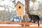 The cat is waiting by the birdhouse. The kitten watches, waits and hunts for birds. Rustic outdoor setting with homemade rustic bi