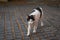 Cat walking on carpet stone