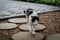 Cat walking on carpet stone