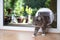 Cat walking through cat flap in window