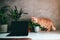 Cat walking on housewife workstation, white desk and green plants