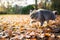 Cat walking outdoors on autumn leaves