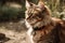 Cat walking outdoors wearing gps tracking device on his collar. Generative AI