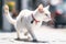 Cat walking outdoors wearing gps tracking device on his collar. Generative AI