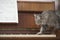 Cat Walking On Piano Keys With Music Sheet