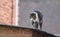 Cat walking on roof