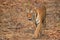 Cat walking Royal Bengal Tiger at Tadoba tiger reserve, India