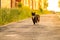 Cat walking on a street. A stray cat walks on an asphalt path