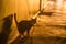 Cat walks along a long corridor. Backlight. concept of danger , unknown. Emotion alertness