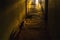 Cat walks along a long hostel corridor. Backlight. Concept of danger , the unknown.