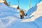 Cat walks along rural road cleared of snow in small village in northern Europe.