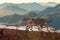 The cat walks along the trail against the backdrop of the mountain