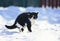 cat walks on fluffy snow in winter yard and meows loudly