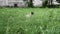 The cat walks on its own against the background of green grass