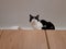 Cat on the wardrobe