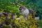 Cat washes by licking its hair in the park