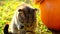 The cat is washing himself. Gray striped fold kitten licks its paw in a sunny autumn garden