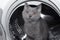Cat in the washing machine . Washing machine. Pet. Drum machines . British kitten. Funny