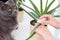A cat watches a girl caring for domestic plants