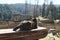 Cat watching ruins of castle Poresin