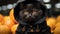 A cat wearing a black coat and around pumpkin