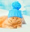 Cat wearing a cap with pompom