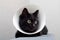 Cat wearing Elizabethan collar lying on a sofa. Animal healthcare concept