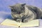 Cat wearing glasses reading a book