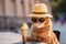 Cat wearing hat and sunglasses, eating licking an ice cream