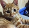 Cat wearing party hat, cute fluffy orange cat, kitty cat sitting in the floor, Portrait of a beautiful gray striped cat close up.