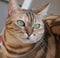 Cat wearing party hat, cute fluffy orange cat, kitty cat sitting in the floor, Portrait of a beautiful gray striped cat close up.