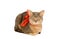 Cat wearing red bow