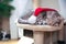 Cat wearing santa hat adorable sleeping. Christmas background