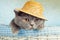 Cat wearing straw hat