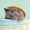 Cat wearing straw hat