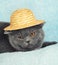 Cat wearing a straw hat