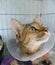 Cat wearing veterinary collar in animal hospital