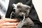 Cat in a wedding dress in the hands of the groom closeup