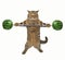 Cat weightlifter 2