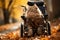 Cat in wheelchair enjoys park stroll, an inspiring symbol of tenacity and joy