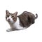 Cat  on white background with clipping path