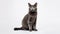 A cat on white background, they commonly referred to as the domestic cat or house cat