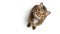 a cat on white background is looking up