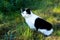 the cat white-black color, cat sitting in the grass, feline sight