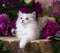 cat white breed ragdoll and pink flowers