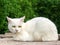 Cat. White cat with green eyes relaxed at a wall