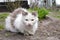 Cat, a white and gray cat sits and looks into the camera