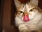 a cat with white and orange fur licks its nose with a pink tongue