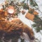 Cat on white rug with Christmas decoration:  winter wreath, burning candle, softwood, pine cones, craft paper. Festive winter